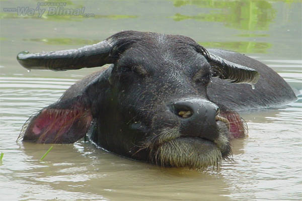 photo of a water buffalo