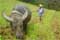 photo of carabao and farmer plowing a field