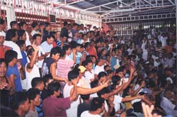 the crowd at the cockfight