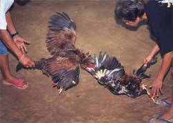 game cocks getting ready to fight