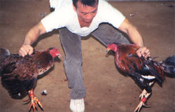 the fighting cocks are brought face to face