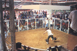 referee at cockfight