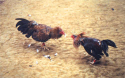 the gamecocks at work