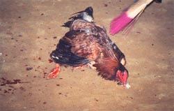 losing bird at cockfight