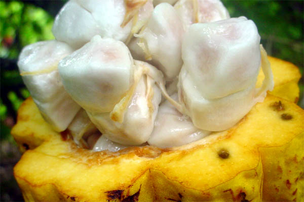 opened kakao fruit